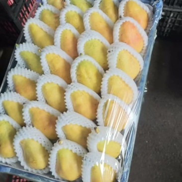 葫芦梨，太婆梨，巴梨，大头梨