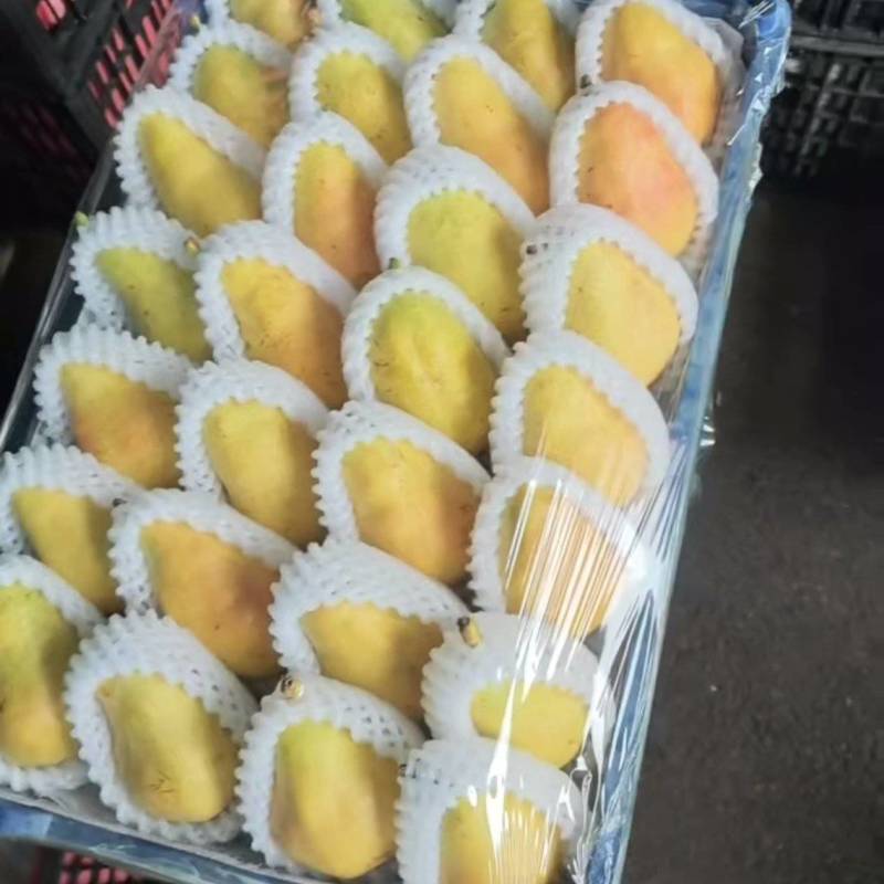 葫芦梨，太婆梨，巴梨，大头梨