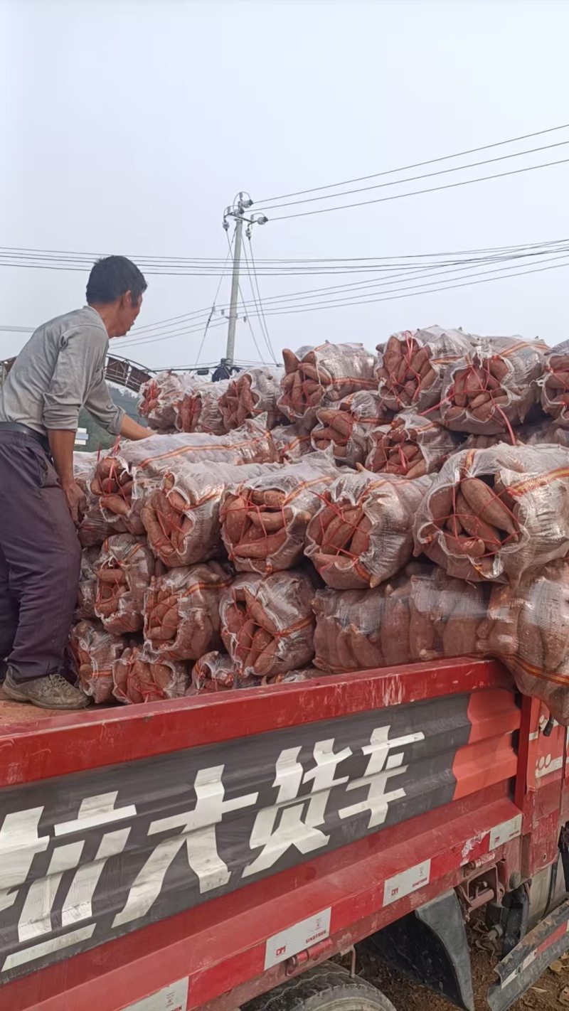 河南省确山县瓦岗丘陵地红薯（19）和西瓜红红薯