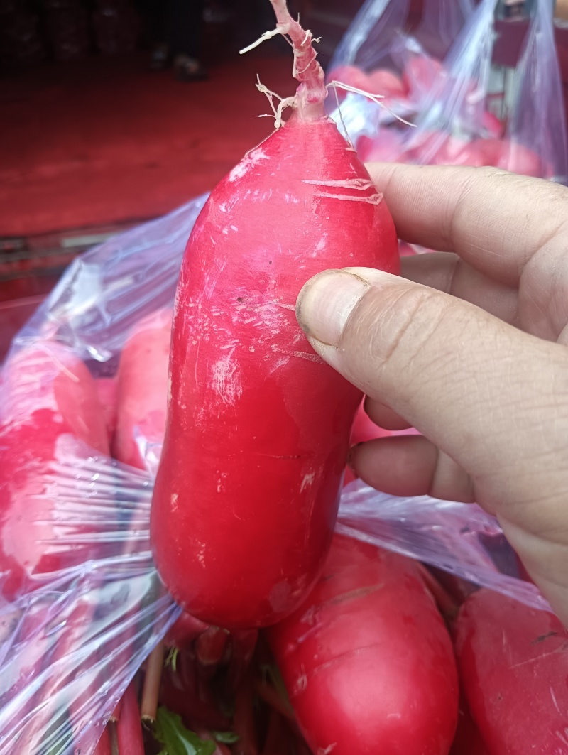 红皮白萝卜皮红肉白易煮易熟生成甜，是秋冬季**的养生产品
