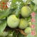 【李子苗]四川李子苗晚熟青脆青泉蜜脆李金秋晚脆子苗