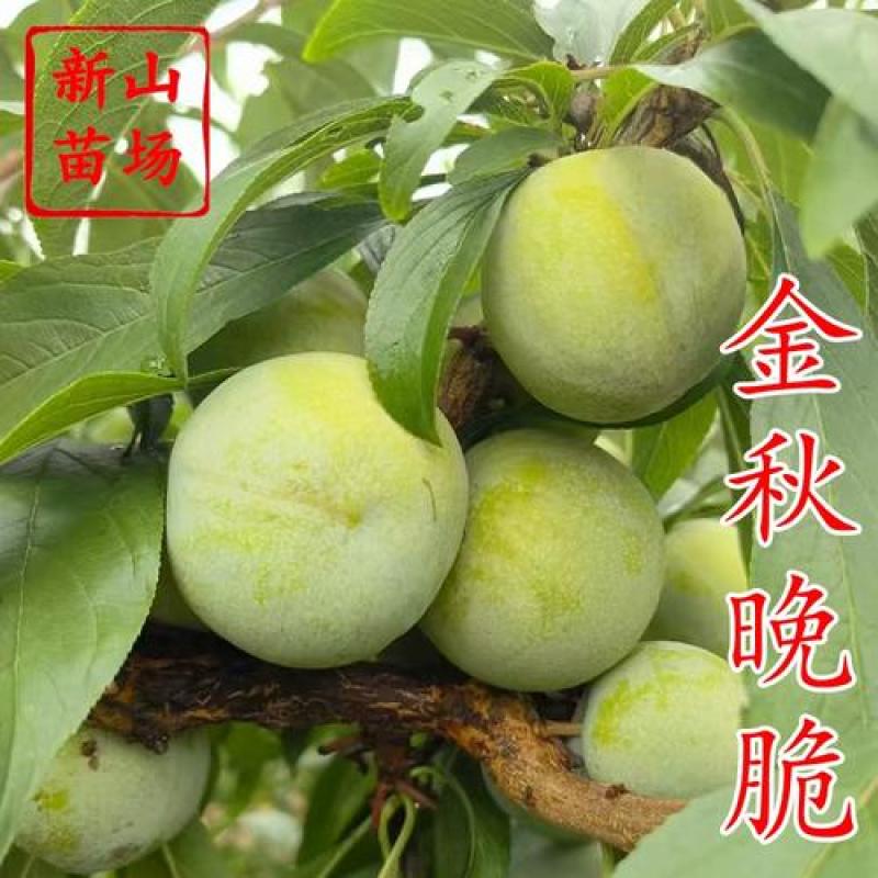 【李子苗]四川李子苗晚熟青脆青泉蜜脆李金秋晚脆子苗