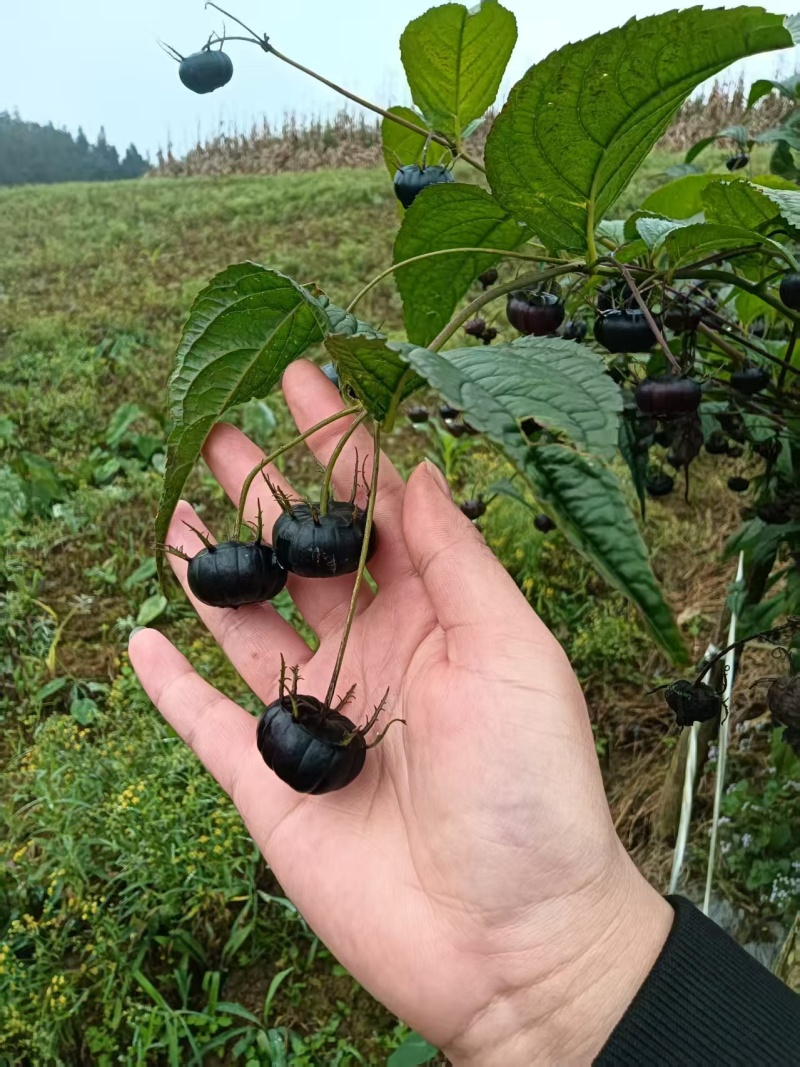 【云南文山马关高山红果参】现摘现发，产地直发，一手货源