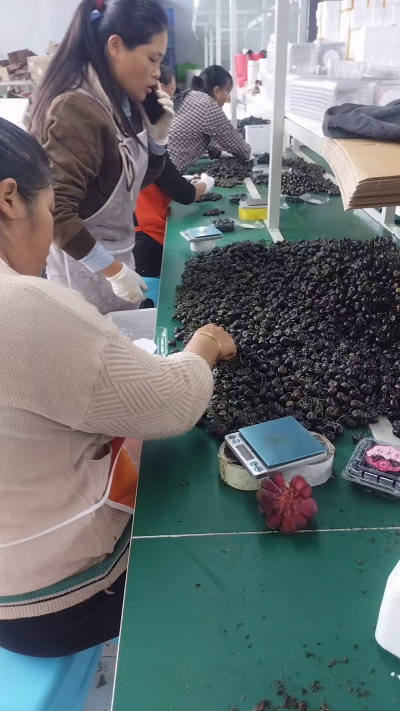 【云南文山马关高山红果参】现摘现发，产地直发，一手货源