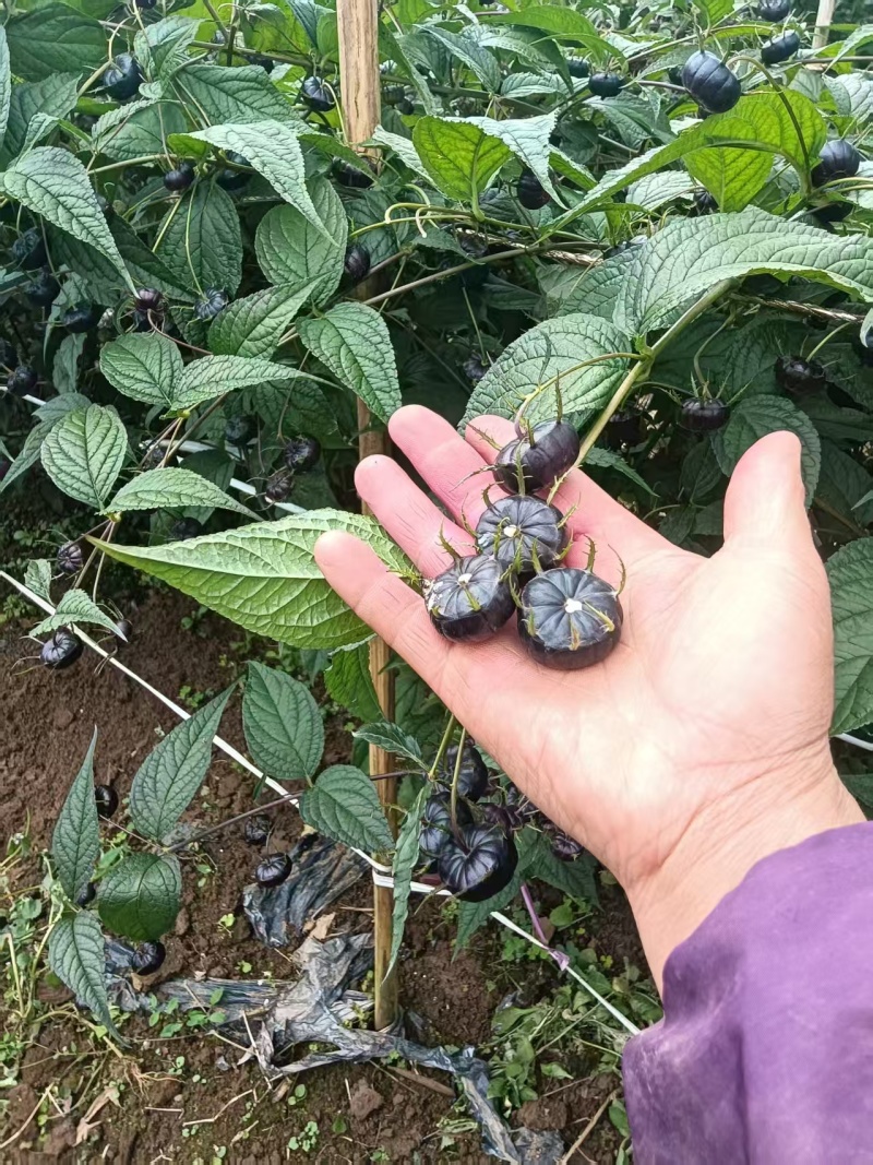 【云南文山马关高山红果参】现摘现发，产地直发，一手货源