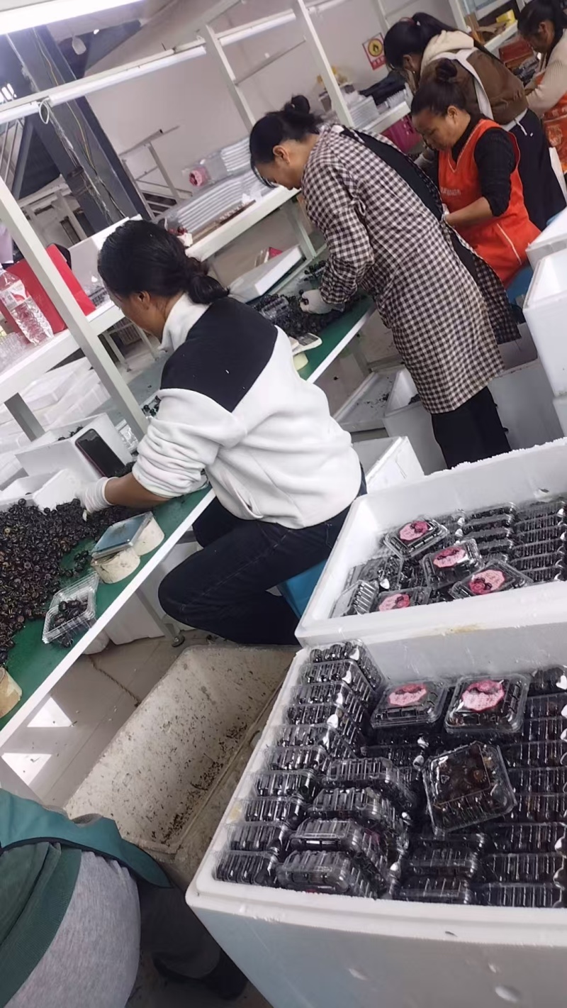 【云南文山马关高山红果参】现摘现发，产地直发，一手货源