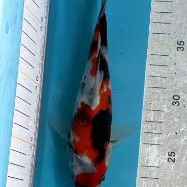 锦鲤鱼