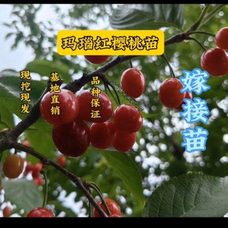 玛瑙红樱桃嫁接苗红妃樱桃苗鸡心樱桃早熟樱桃南北方都可种