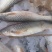 渤海湾新鲜梭鱼6两左右一个