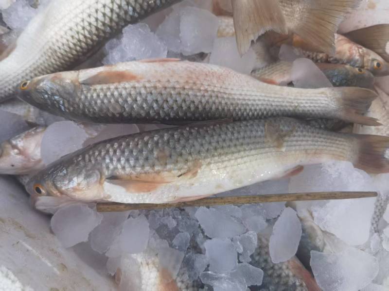 渤海湾新鲜梭鱼6两左右一个