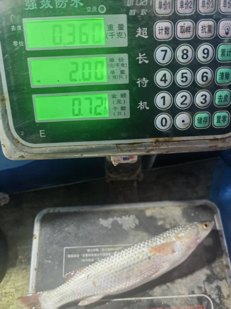 渤海湾新鲜梭鱼6两左右一个