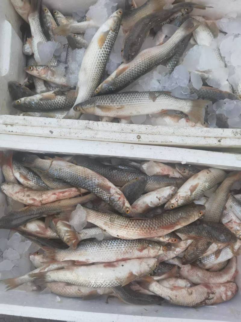 渤海湾新鲜梭鱼6两左右一个
