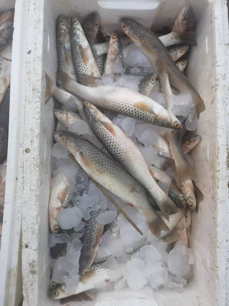 渤海湾新鲜梭鱼6两左右一个