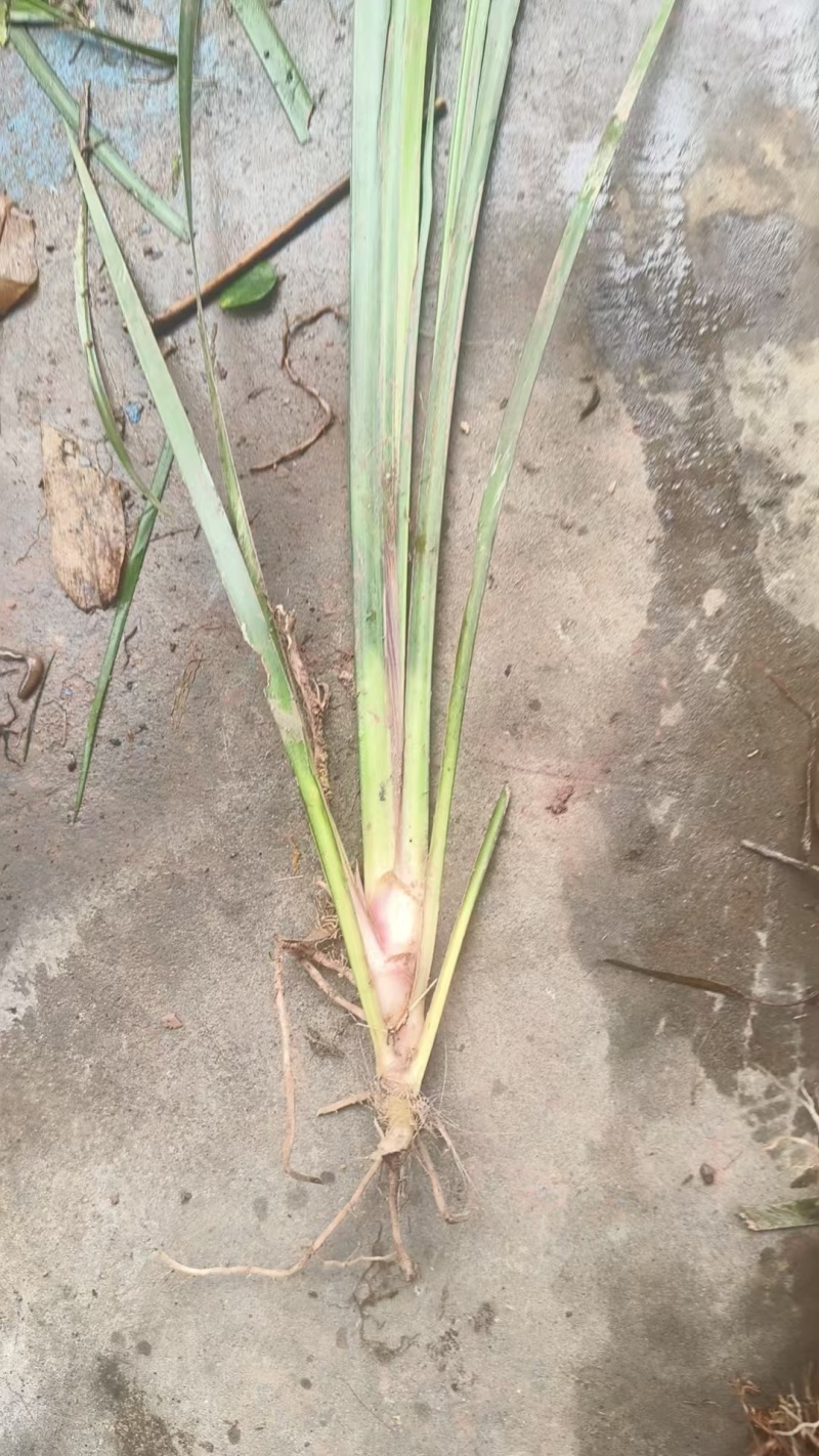 雅安野生石菖蒲种苗按斤称，量大电话联系