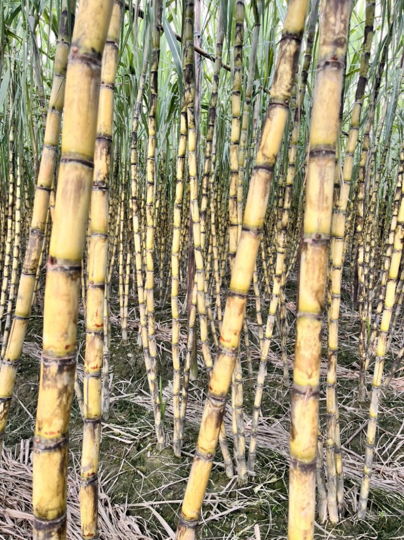 黄金甘蔗，黄皮果蔗