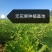 波姬红无花果无病包纯，现拍现发，诚信做人00后种植