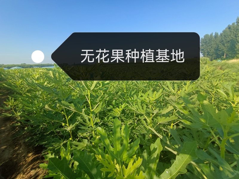 波姬红无花果无病包纯，现拍现发，诚信做人00后种植