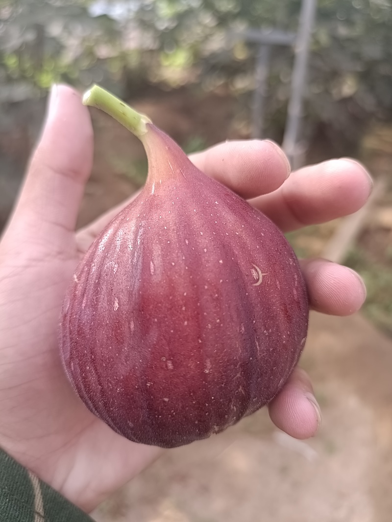 波姬红无花果无病包纯，现拍现发，诚信做人00后种植