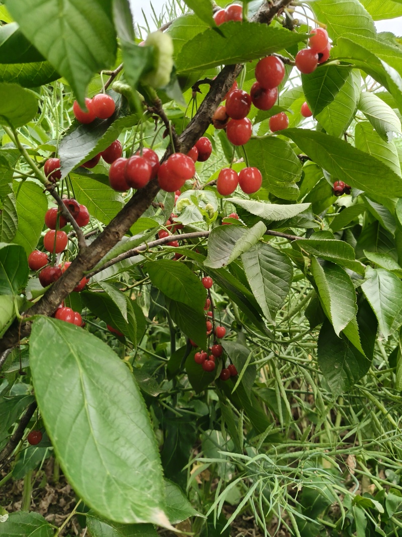 玛瑙红樱桃嫁接苗红妃樱桃苗鸡心樱桃早熟樱桃南北方都可种