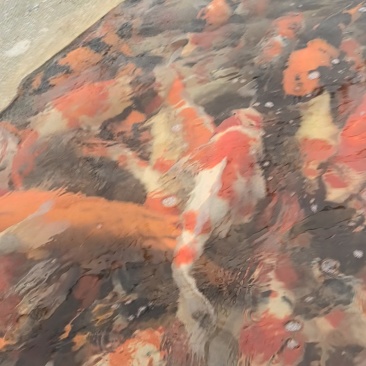 锦鲤鱼