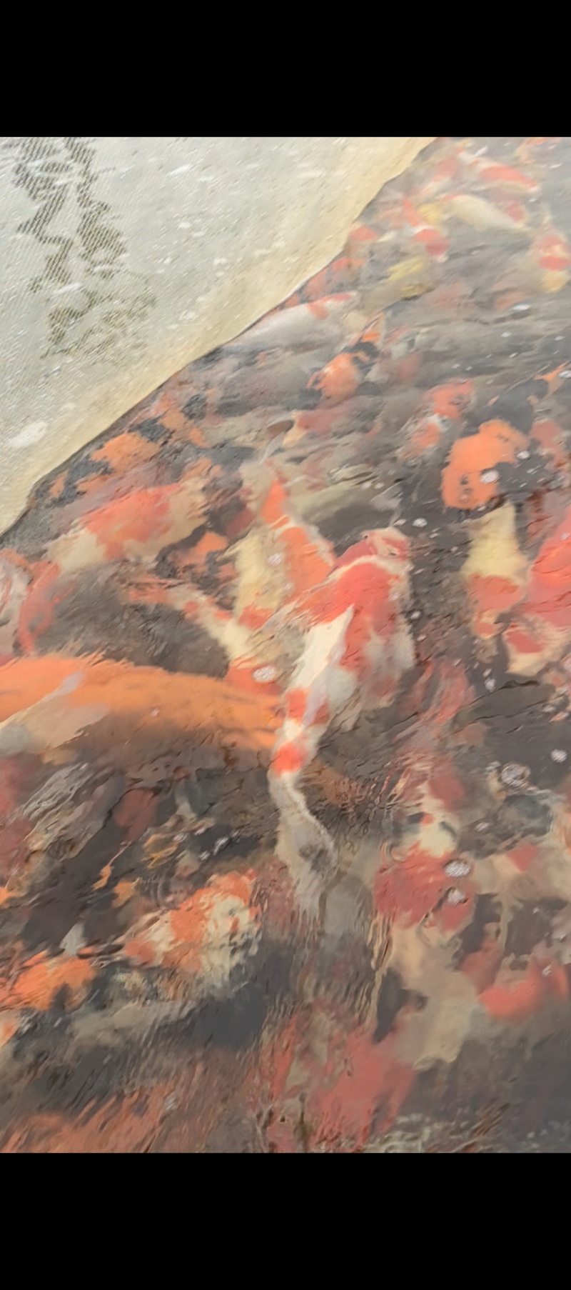 锦鲤鱼