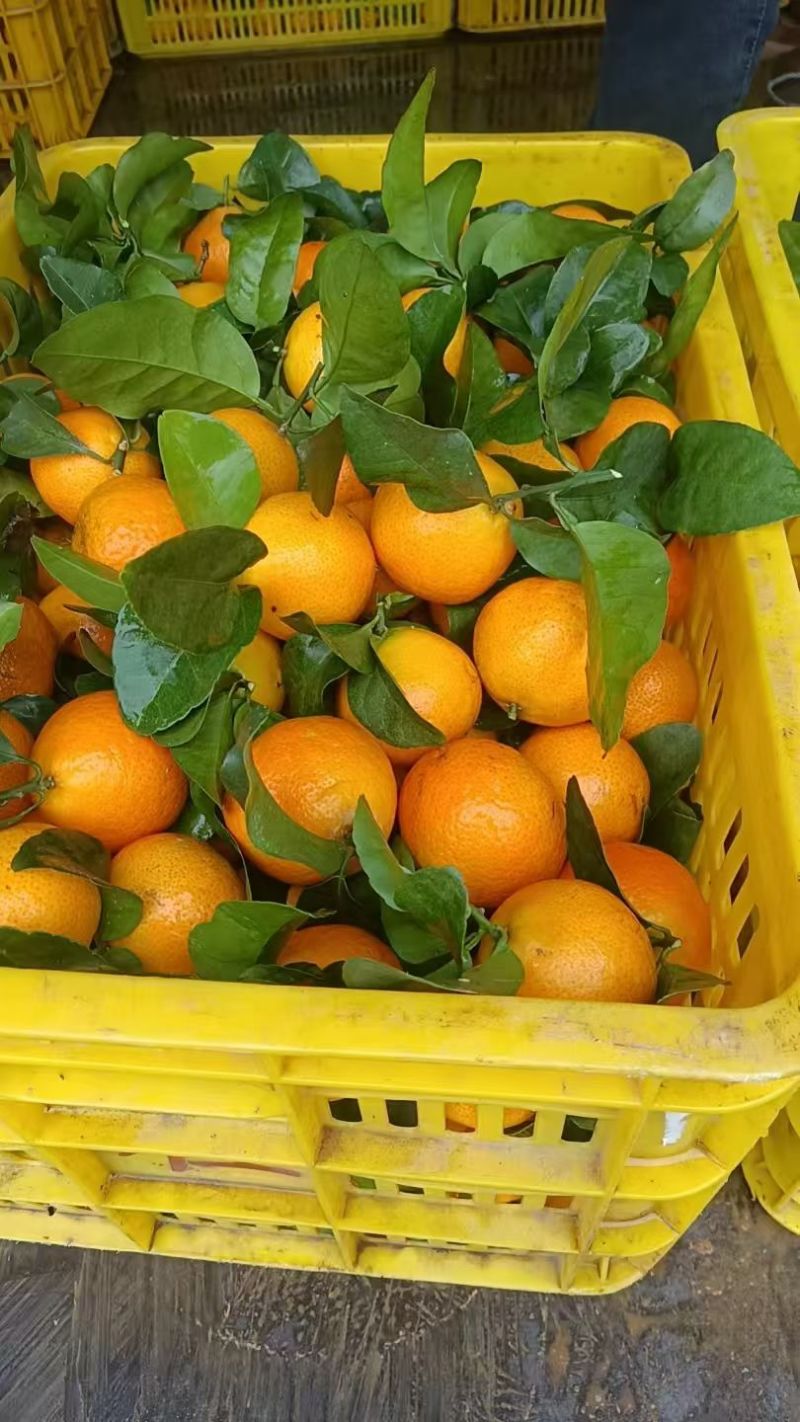 金秋沙糖桔