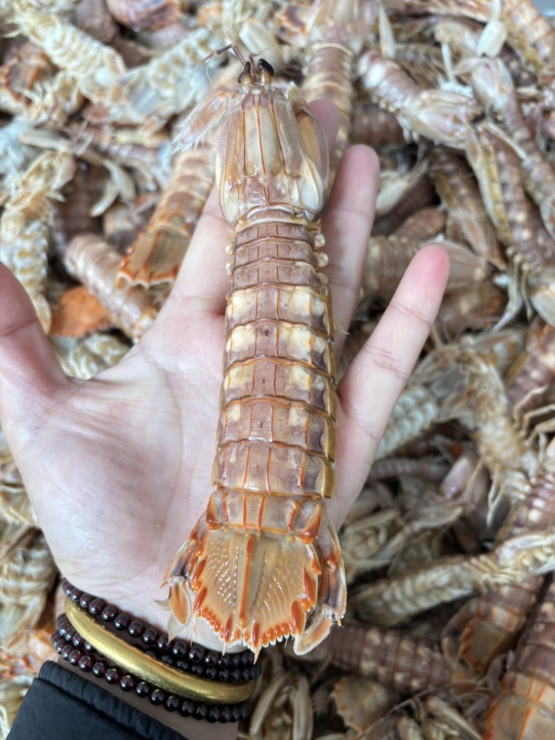 新鲜美味的皮皮虾