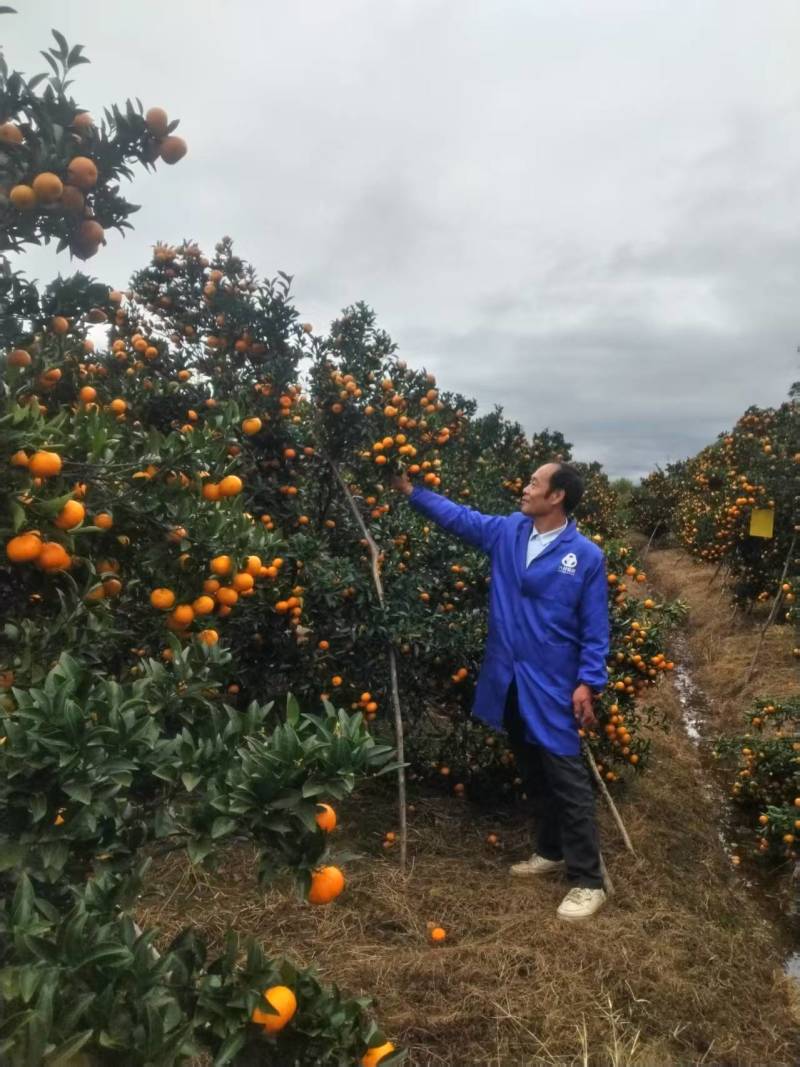 广西棉橘大量有货基地直供品质优现摘现发可对接市场