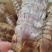 新鲜美味的皮皮虾