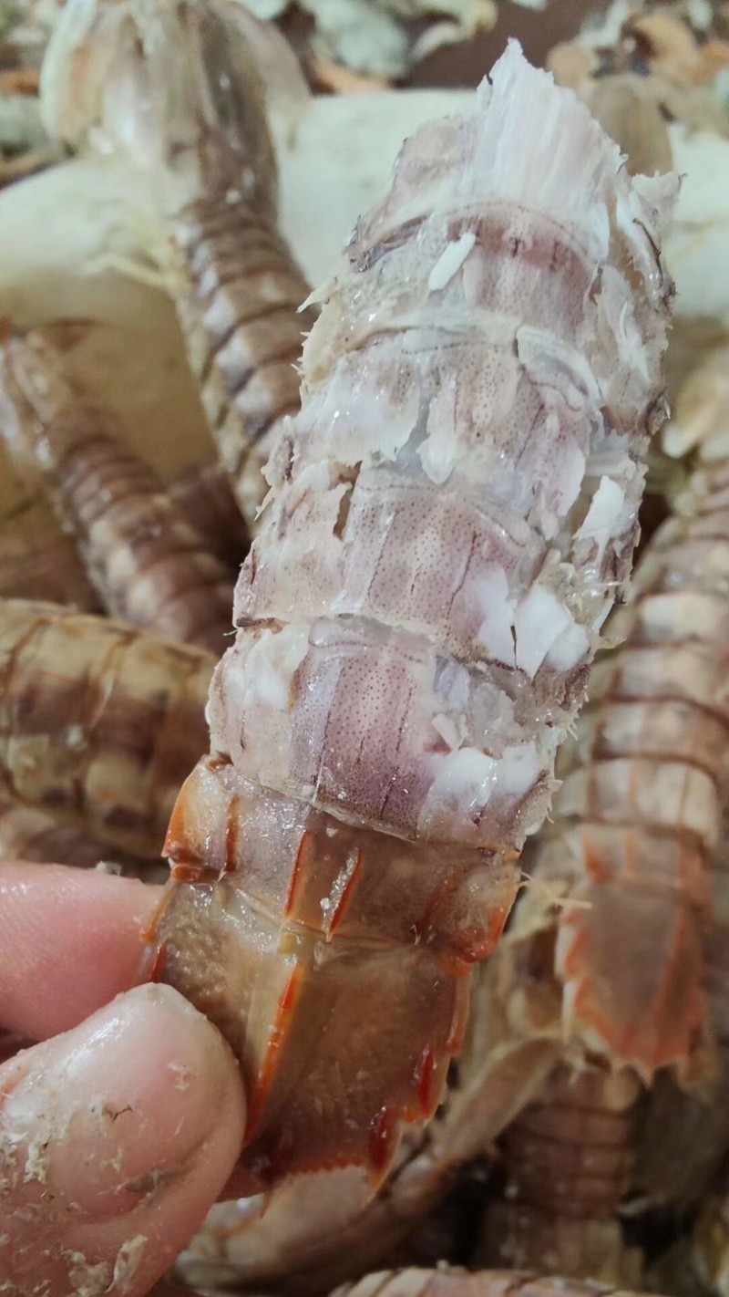 新鲜美味的皮皮虾