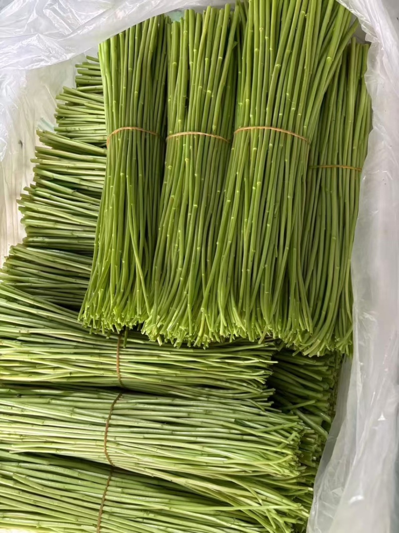 云南精品藜蒿产地直销品质保证量大从优对接市场商超