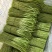 云南精品藜蒿产地直销品质保证量大从优对接市场商超