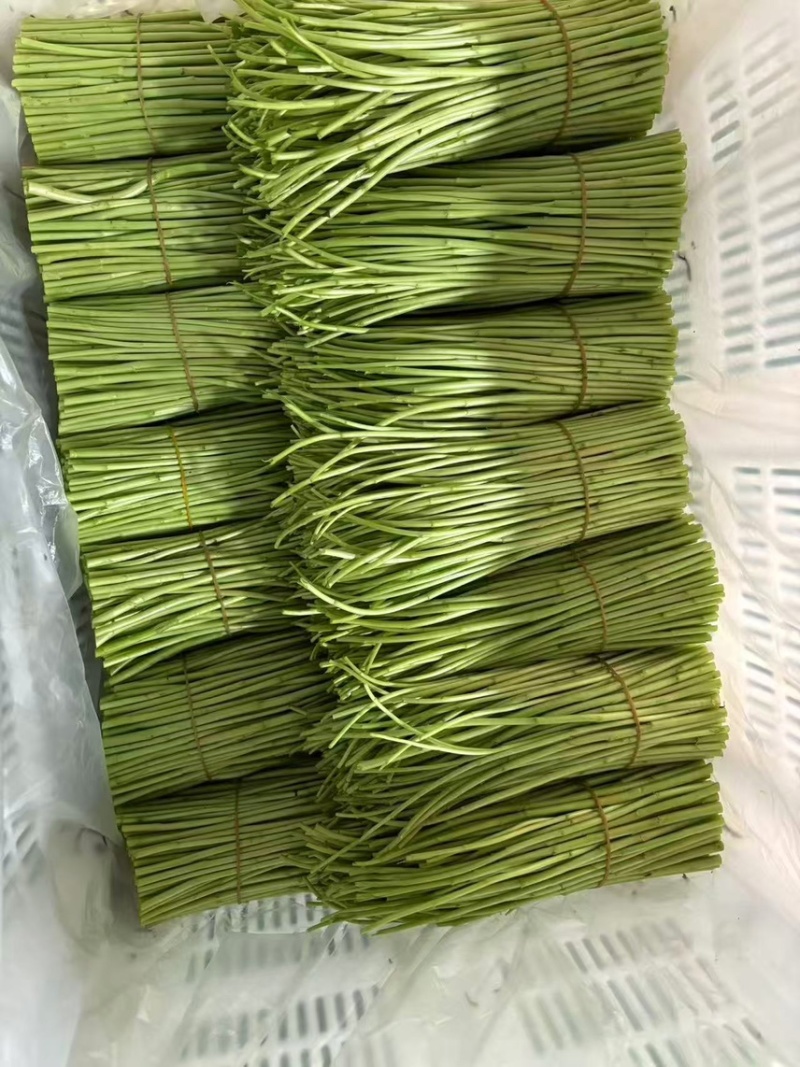 云南精品藜蒿产地直销品质保证量大从优对接市场商超