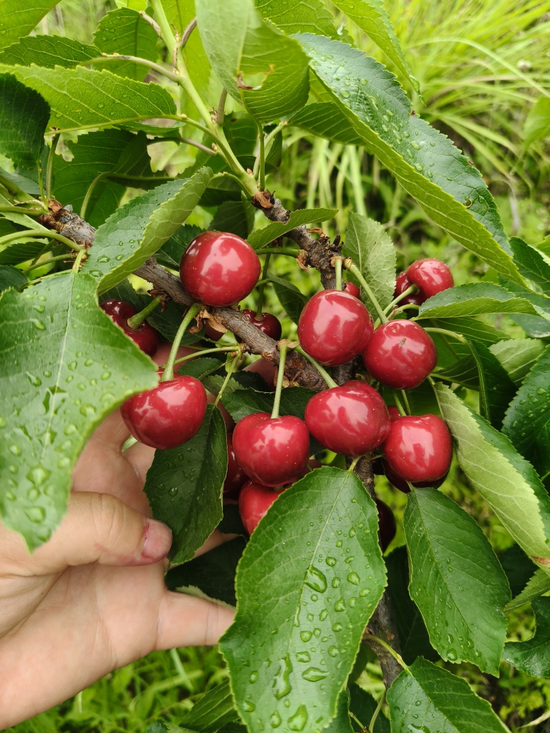 红灯大樱桃车厘子树苗黑珍珠大樱桃树苗