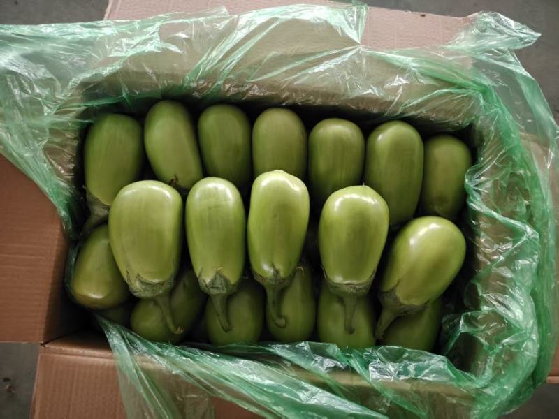 随州精品青茄大量供应，一手货源，品质保证欢迎随时联系