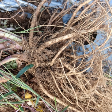 云南红河州石屏县当归基地一手货源