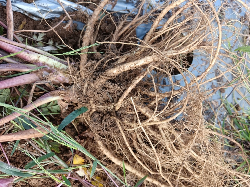 云南红河州石屏县当归基地一手货源