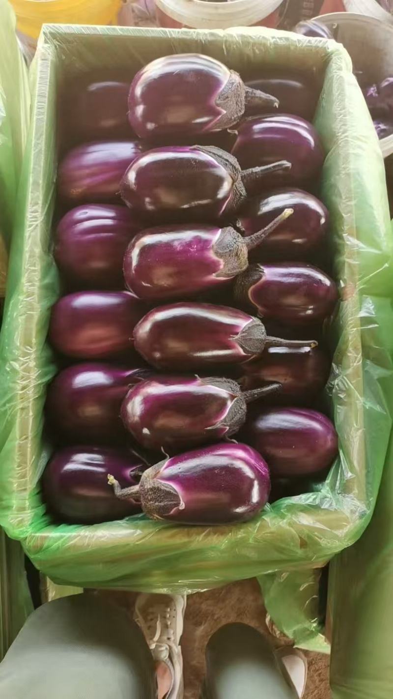 随州精品红茄大量供应，一手货源，品质保证