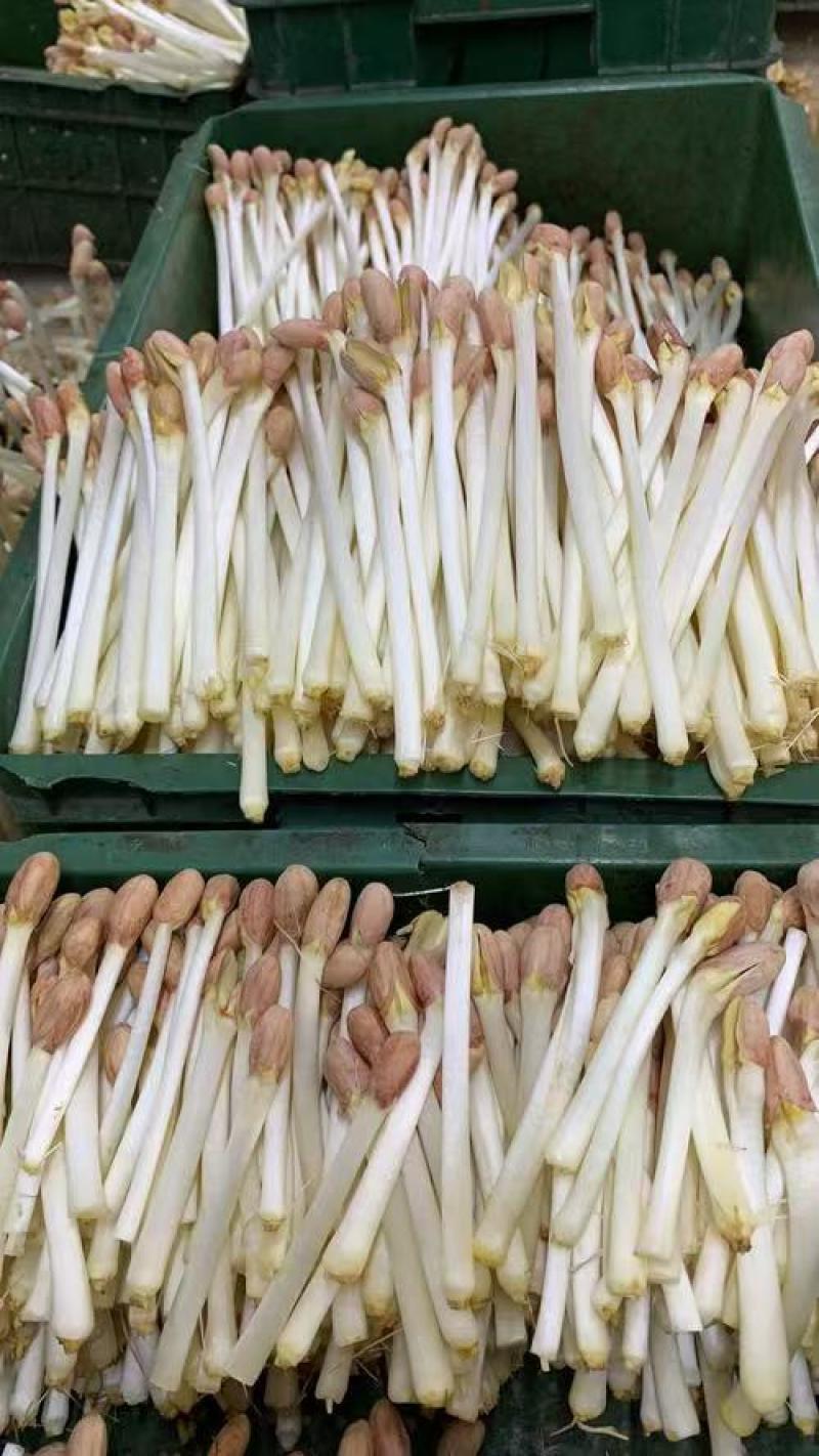 优质花生芽大量供应全国发货可视频看货欢迎来电采购