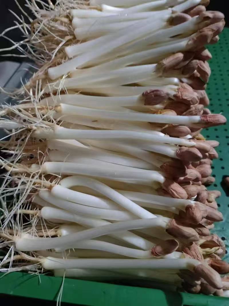 优质花生芽大量供应全国发货可视频看货欢迎来电采购