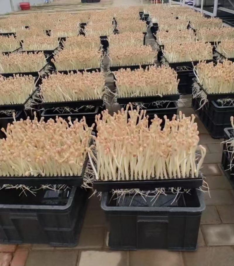 优质花生芽大量供应全国发货可视频看货欢迎来电采购