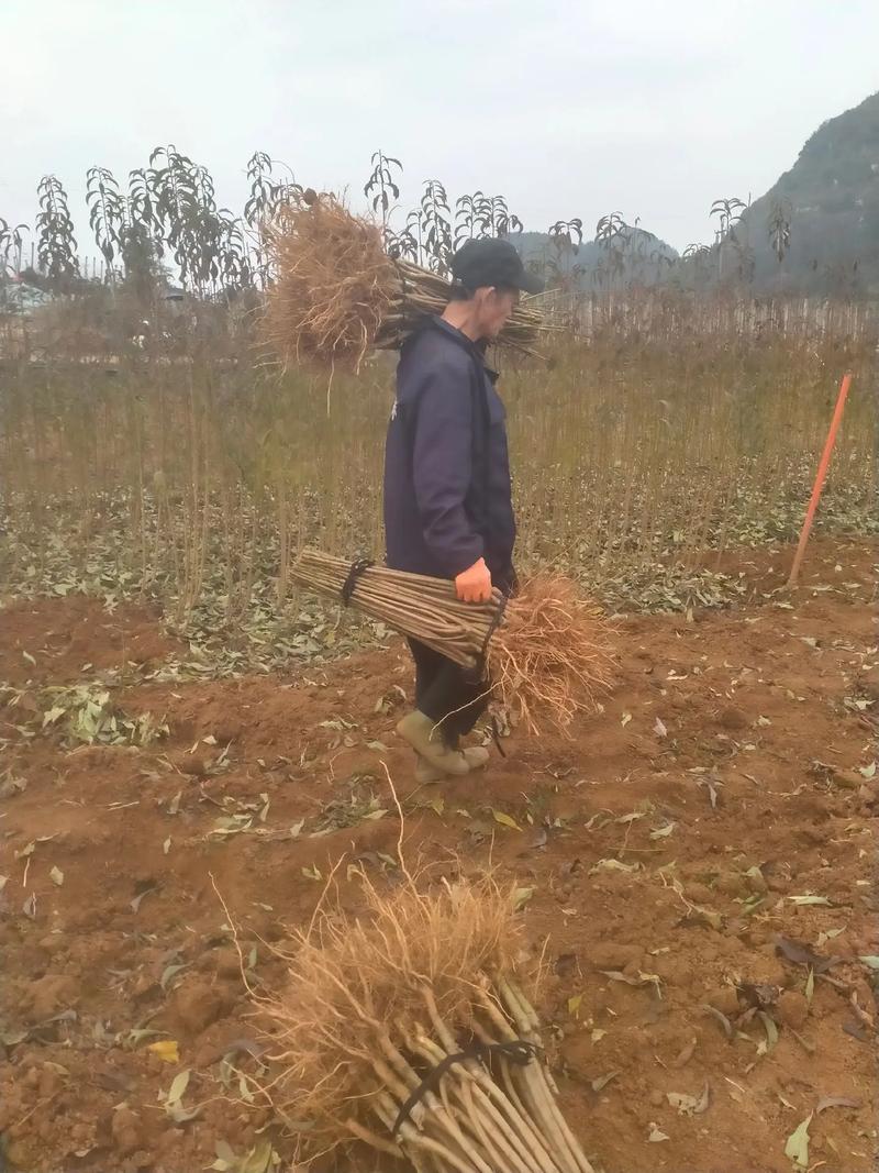 果园直发李子树苗早熟风味玫瑰味帝李保真正品成活率