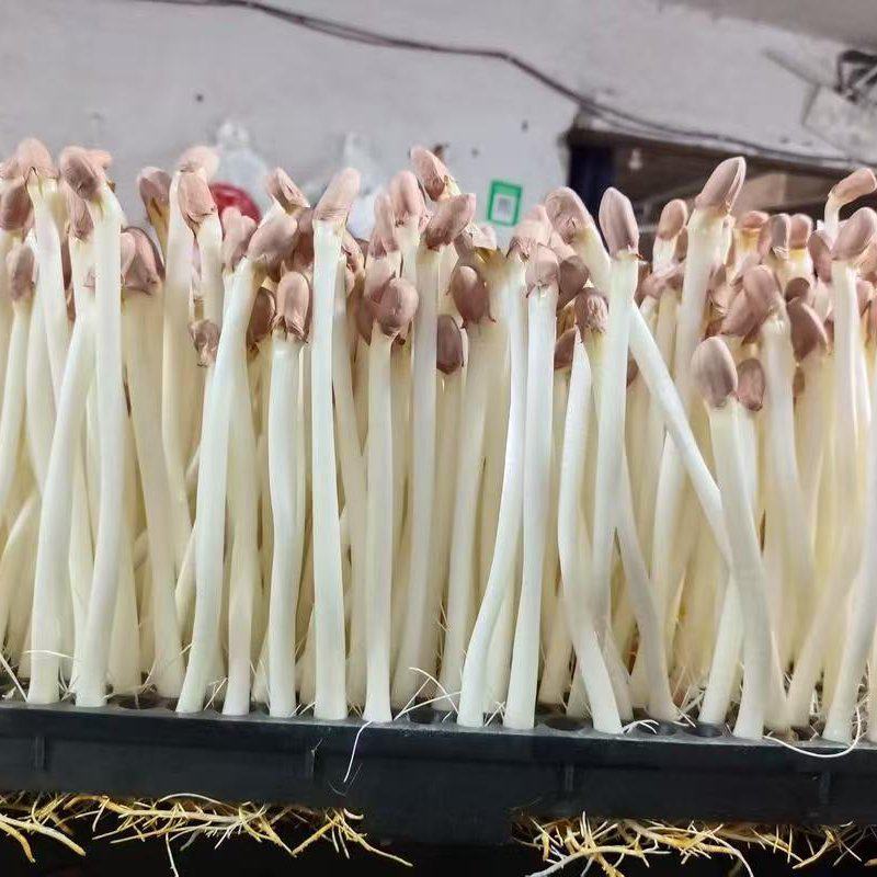 花生芽对接各大市场商超电商加工厂品质保证可视频看货