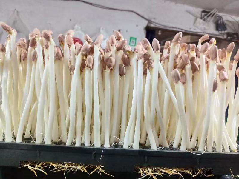 花生芽对接各大市场商超电商加工厂品质保证可视频看货