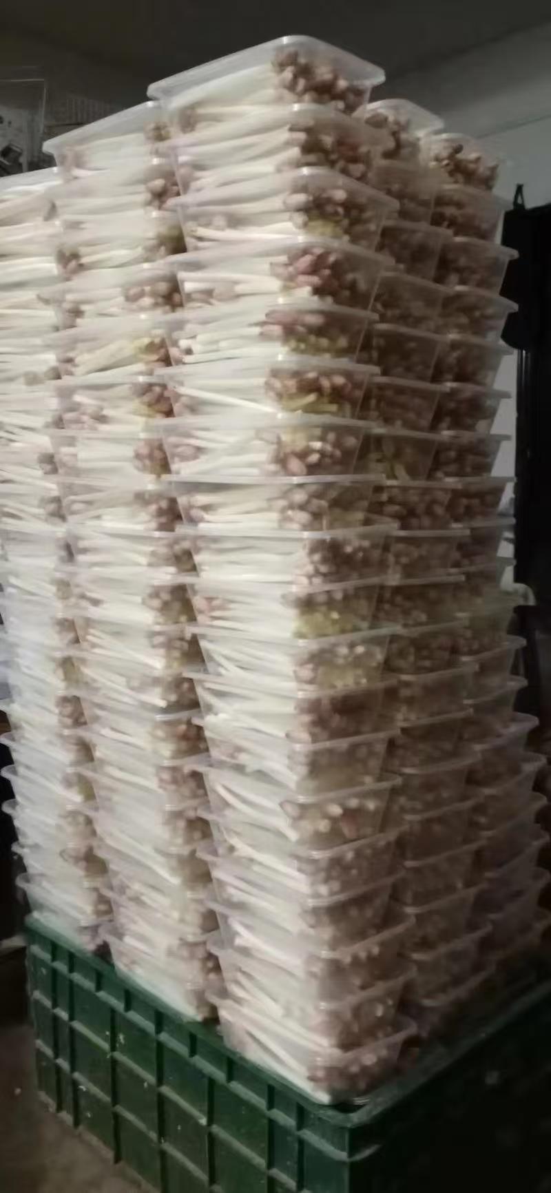 花生芽对接各大市场商超电商加工厂品质保证可视频看货