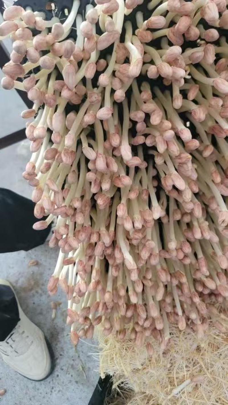 花生芽对接各大市场商超电商加工厂品质保证可视频看货