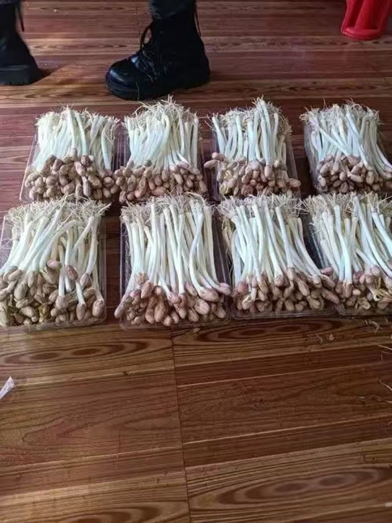 花生芽对接各大市场商超电商加工厂品质保证可视频看货