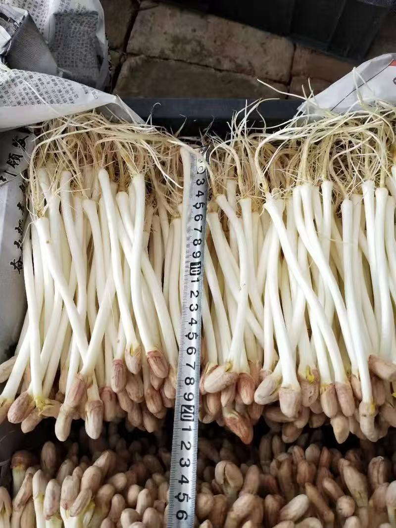 花生芽对接各大市场商超电商加工厂品质保证可视频看货