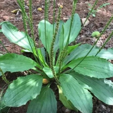 野生车前草
