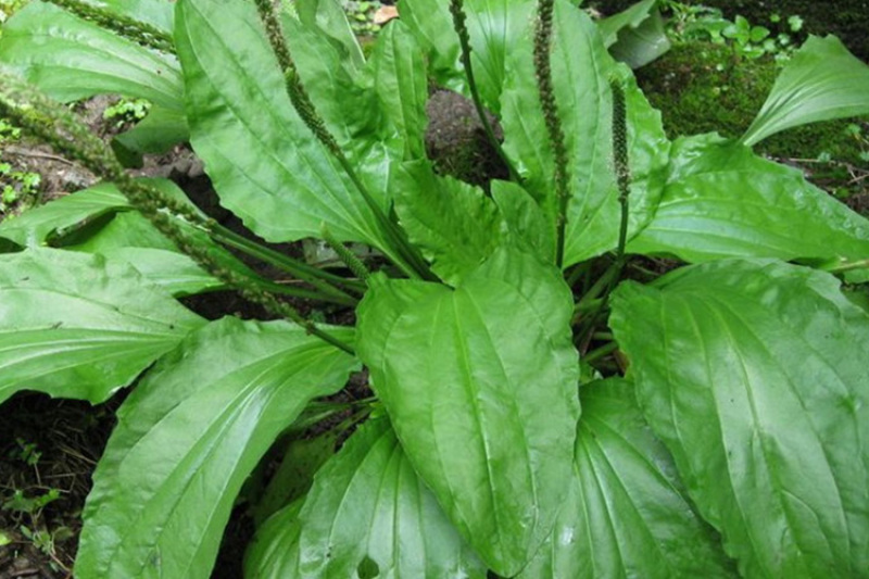 野生车前草